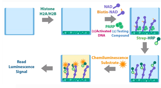  BPS Bioscience Inc. PARP阻害物質(インヒビター)スクリーニング受託サービス