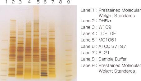  Cygnus Technologies Host Cell Protein Assay Development Service