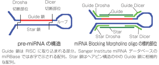  GeneTools, LLC miRNA 標的 Morpholino オリゴ合成受託サービス