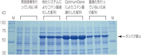  ジェンスクリプトジャパン GenScript 社 人工遺伝子合成受託サービス