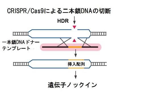  ジェンスクリプトジャパン Single-Stranded DNA Synthesis Service