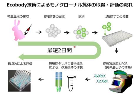  iBody ウサギモノクローナル抗体　探索受託サービス