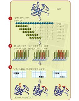  JPT Peptide Technologies GmbH エピトープ解析  ツール作製受託サービス