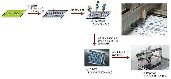  JPT Peptide Technologies GmbH ペプチドアレイ・ペプチドセット作製受託サービス