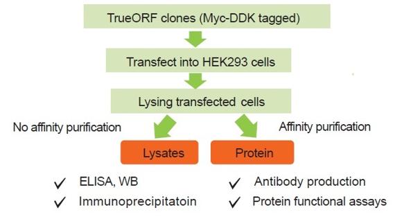  OriGene Technologies, Inc. Purified Protein Custom Service