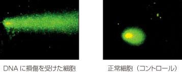  R&D Systems, Inc. Comet Assay受託サービス