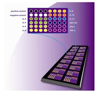  RayBiotech, Inc RayBiotech社 Quantitative プロテオミクス測定受託サービス