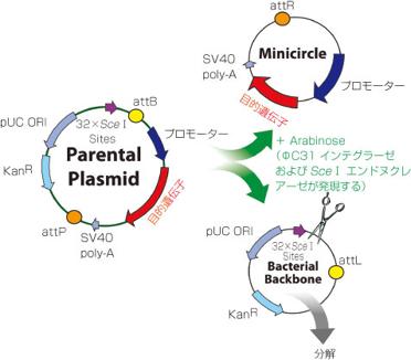  System Biosciences, LLC Minicircle作製受託サービス