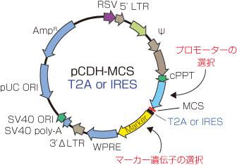  System Biosciences, LLC レンチウイルス発現コンストラクト作製受託サービス