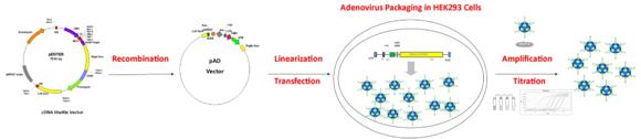  ViGene Biosciences, Inc アデノウイルス/AAV作製受託サービス