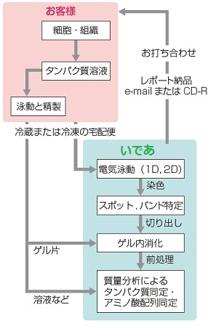  いであ プロテオーム解析受託サービス