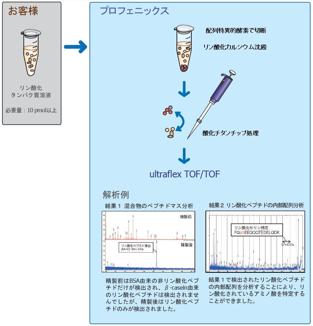  いであ リン酸化部位の同定解析受託サービス