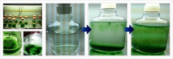  オーピーバイオファクトリー 微細藻類の大量培養 受託サービス
