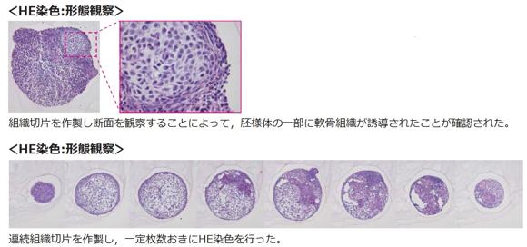  ジェノスタッフ 細胞塊の染色受託サービス