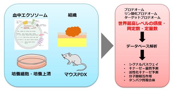  フナコシ LC-MSを用いた最先端定量プロテオーム受託解析サービス