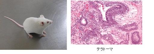  ユニーテック iPS細胞のテラトーマ形成能試験・キメラマウス作製による個体発生能試験