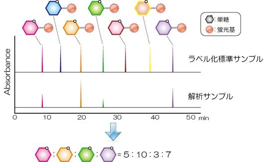  医化学創薬 蛍光ラベル化法を用いた単糖組成解析サービス