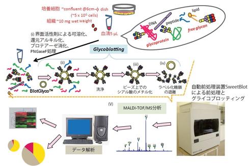  医化学創薬 質量分析装置を用いた糖鎖解析