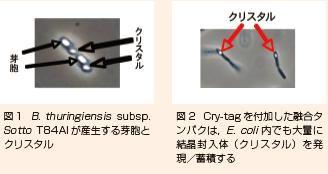  ジャパン・バイオシーラム 有限会社ジャパン・ラム 新規ポリペプチドタグ（Cry-tag）を用いたタンパク質産生受託サービス 