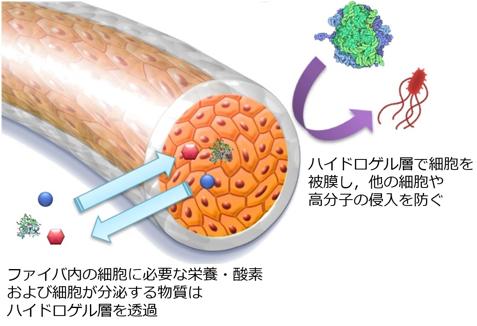  セルファイバ 細胞ファイバ作製受託サービス