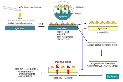  バイオピーク ウサギモノクローナル抗体作製受託サービス