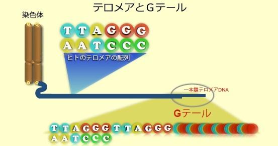  ミルテル テロメアテスト受託サービス