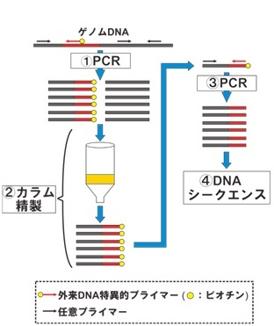  PGL(ピージーエル) 外来DNAの挿入位置解析受託サービス