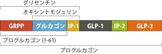  自然免疫応用技研 グルカゴン測定受託サービス