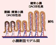  自然免疫応用技研 ヒト試料の生化学的検査受託サービス