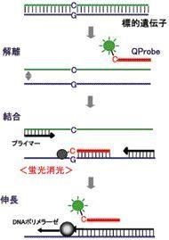  日鉄環境 QP法によるリアルタイムPCR受託サービス