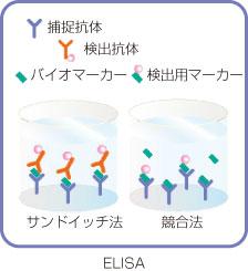  フナコシ ELISA関連受託サービス