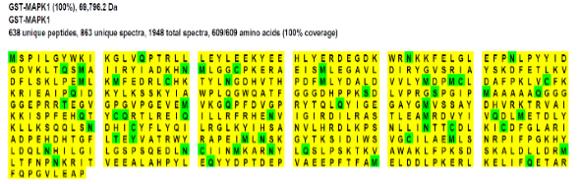 GST-MAPK3の配列決定例
3つの酵素（トリプシン、キモトリプシン、エラスターゼ）からの解析データを組み合わせたデータ。配列カバー率100%。