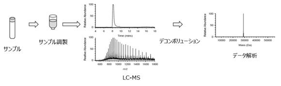 タンパク質質量測定解析のワークフロー