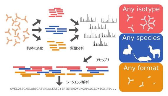 ワークフロー
1.還元ゲルを使用し、抗体の重鎖と軽鎖を分離し、ゲルバンド切り出し
2.得られたゲルバンドの還元およびアルキル化
3.サンプルを4種類のプロテアーゼ（トリプシン、キモトリプシン、エラスターゼ、ペプシン）で消化
4.得られたペプチドを nanoLC-MS/MSで分析
NanoAcquity HPLCシステム（Waters社製）を備えた Orbitrap Fusion Lumos トライブリッド質量分析計（Thermo Fisher Scientific社製）を使用
5.取得されたタンデム質量スペクトルから、Valensシステムを使用して抗体の重鎖および軽鎖の全長配列を決定