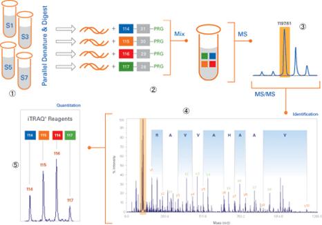 iTRAQ®試薬マルチプレックスワークフロー