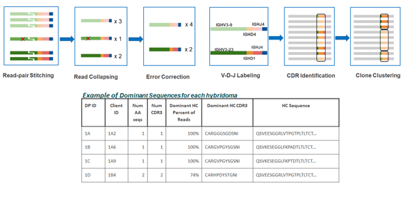 Hybridoma Sequencing Service

ハイブリドーマ細胞株が産生する抗体の可変重領域（VH）と可変軽領域（VL）をコードする cDNA の配列情報を取得する解析サービスです。アイソタイプを決定するために、全長可変領域および定常領域の約9ヌクレオチドを配列決定します。