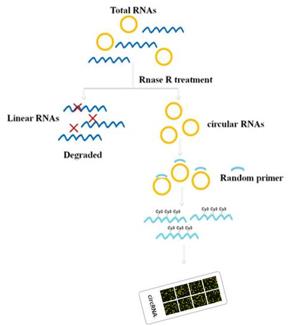 circular junction specific probeとRNase R 前処理による、circular RNA の回収