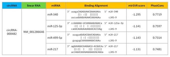 解析例：CircRNA-miRNA関連性の詳細なアノテーション