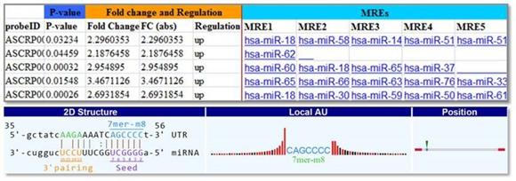 解析例：発現変動circRNAにおける、複数のmicroRNAとの結合性およびMRE（microRNA Response Element）の詳細