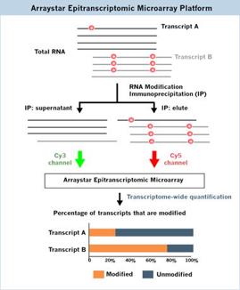 Epitranscriptomic Arrayワークフロー