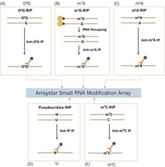 Arraystar small RNA modification profiling technologyによるRNA修飾の解析技術