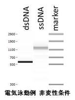 核酸・遺伝子合成/ゲノム編集 ファスマック ssDNA(一本鎖DNA)作製