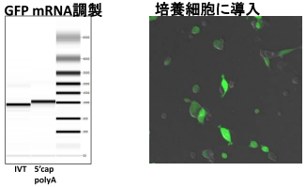 核酸・遺伝子合成 ファスマック 長鎖RNA合成