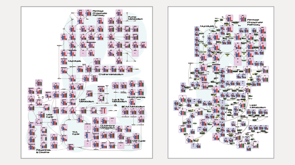 中心炭素代謝やアミノ酸代謝など、測定結果を代謝経路に描画したパスウェイマップが基本の解析結果として付属します。