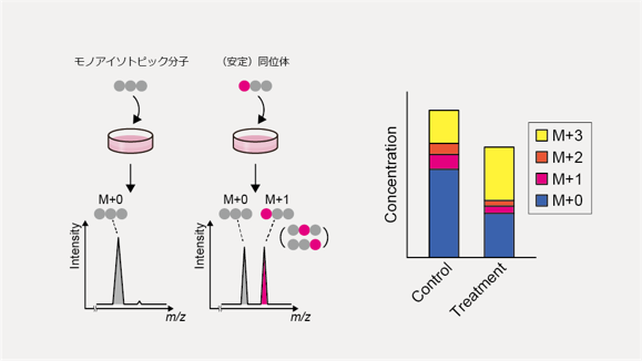 質量の異なる安定同位体標識された代謝物質を添加することで、添加された物質から代謝された代謝物質がどれくらい存在するかを確認することが可能です。