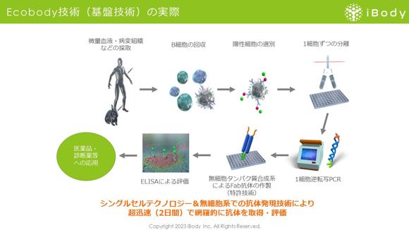 Ecobody技術（基盤技術）を用いたモノクローナル抗体取得の実際