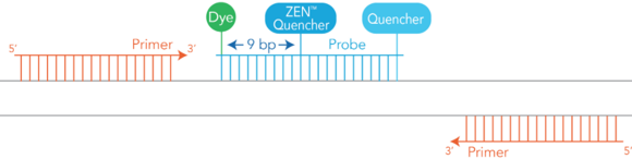 IDT独自技術のインターナルクエンチャー ZEN の位置を示す。ダブルクエンチャ―プローブの模式図