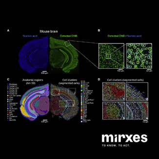 データ処理・解析/画像処理・解析 ミレックサス・ジャパン株式会社 Mirxes バイオインフォマティクスサービス　2次解析　空間トランスクリプトーム解析 Stereo-Seq 1000M