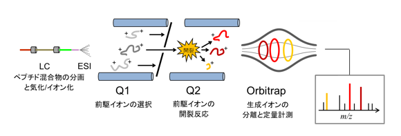 LC-MS/MS (PRM) の概略
　PRMではOrbitrapをはじめとする高精度・高分解能の質量分析計を用います。測定対象のペプチド断片とその生成イオンに合わせてあらかじめ質量分析計の条件を設定します。分析中に条件を高速で変換することによって、各ペプチドからそれぞれ生じる生成イオンを連続かつ選択的に検出・定量します。