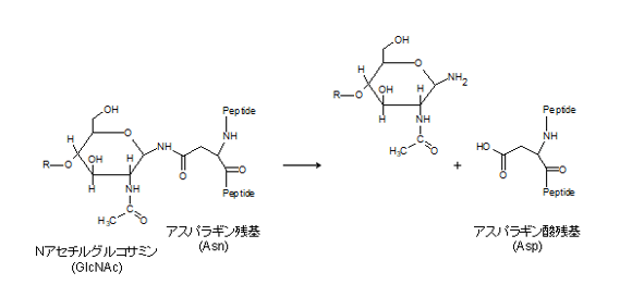 N-Glycosidase F (PNGase F) の反応様式
　PNGase Fはアスパラギン残基のアミド基に結合している糖鎖を脱離させます。脱離反応で生じた脱アミド化体、すなわちアスパラギン酸残基を質量分析によって同定します。